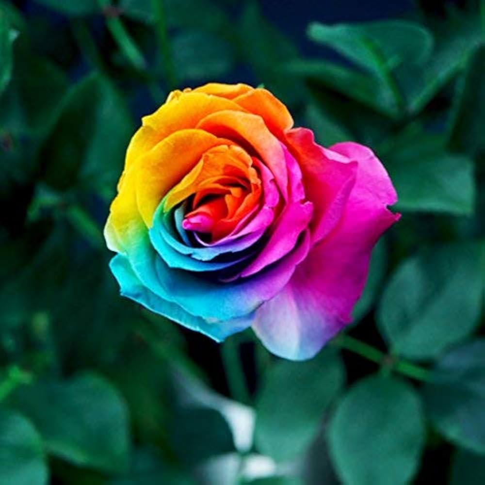 Rainbow (rose flower Rosa spp.) for planting in garden